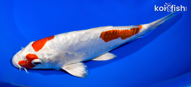 8.75" KIKUSUI
