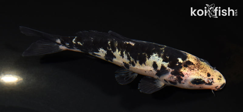 5.25" DOITSU KI BEKKO