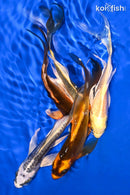 PACK OF (5) 5.25-5.75" BUTTERFLY KOI