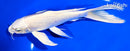 7.75" PLATINUM OGON BUTTERFLY