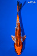 6.25" KUJAKU