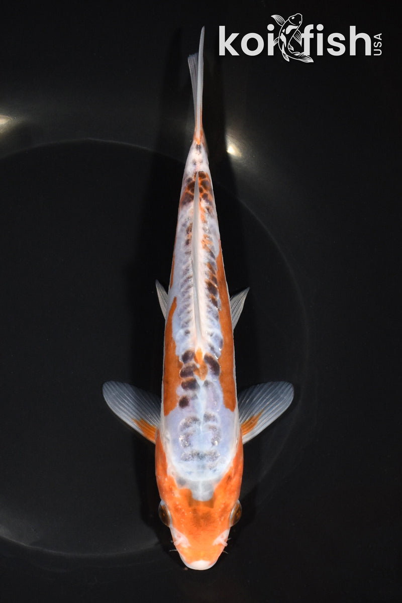 7.5" HI SHUSUI