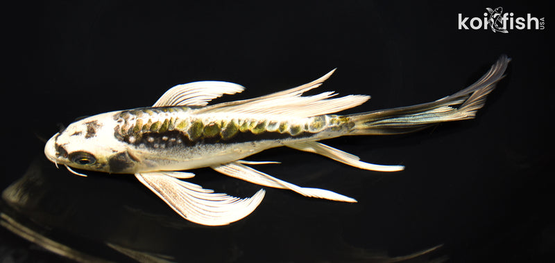 8.75" ARAGOKE KIN KIKOKURYU BUTTERFLY
