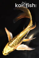 7" ARAGOKE KIN KIKOKURYU BUTTERFLY