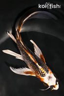 7.5" BENI GINGA BUTTERFLY