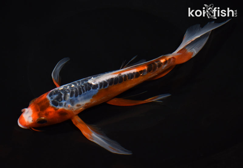8.5" HI SHUSUI BUTTERFLY