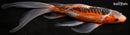 10.75" HI SHUSUI BUTTERFLY