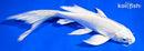 7.75" PLATINUM OGON BUTTERFLY