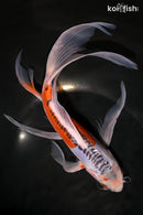 11" HI SHUSUI BUTTERFLY