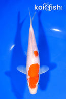 6.75" KOHAKU