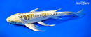 10.75" KIN KIKOKURYU BUTTERFLY