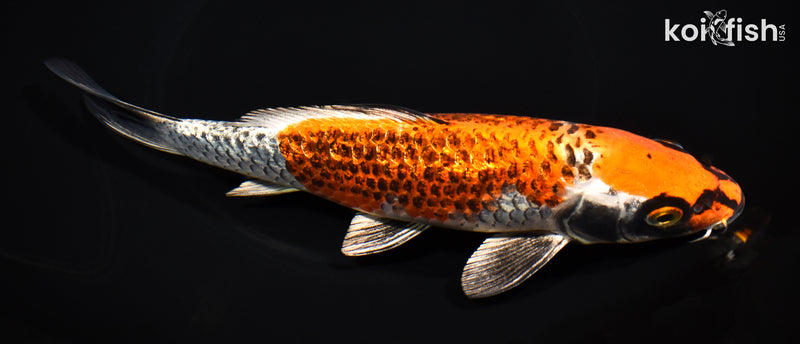 8.75" GINRIN BENI GINGA
