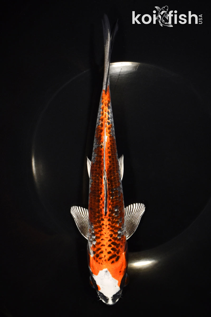 8.5" BENI GINGA