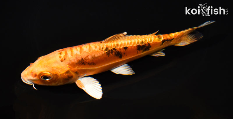 6.25" DOITSU ORENJI BEKKO