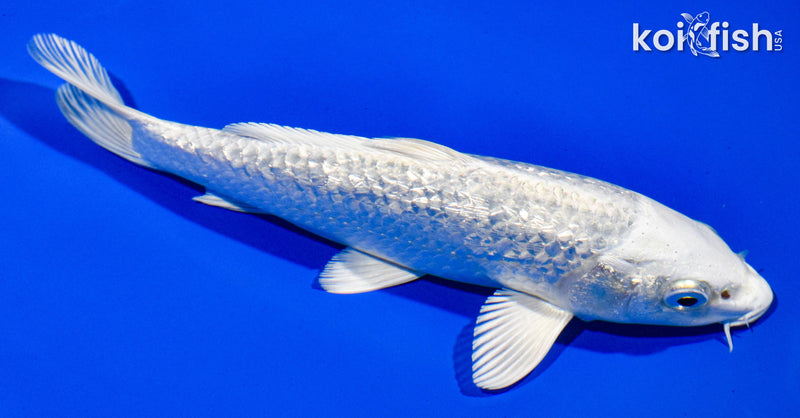 6.5" GINRIN PLATINUM OGON
