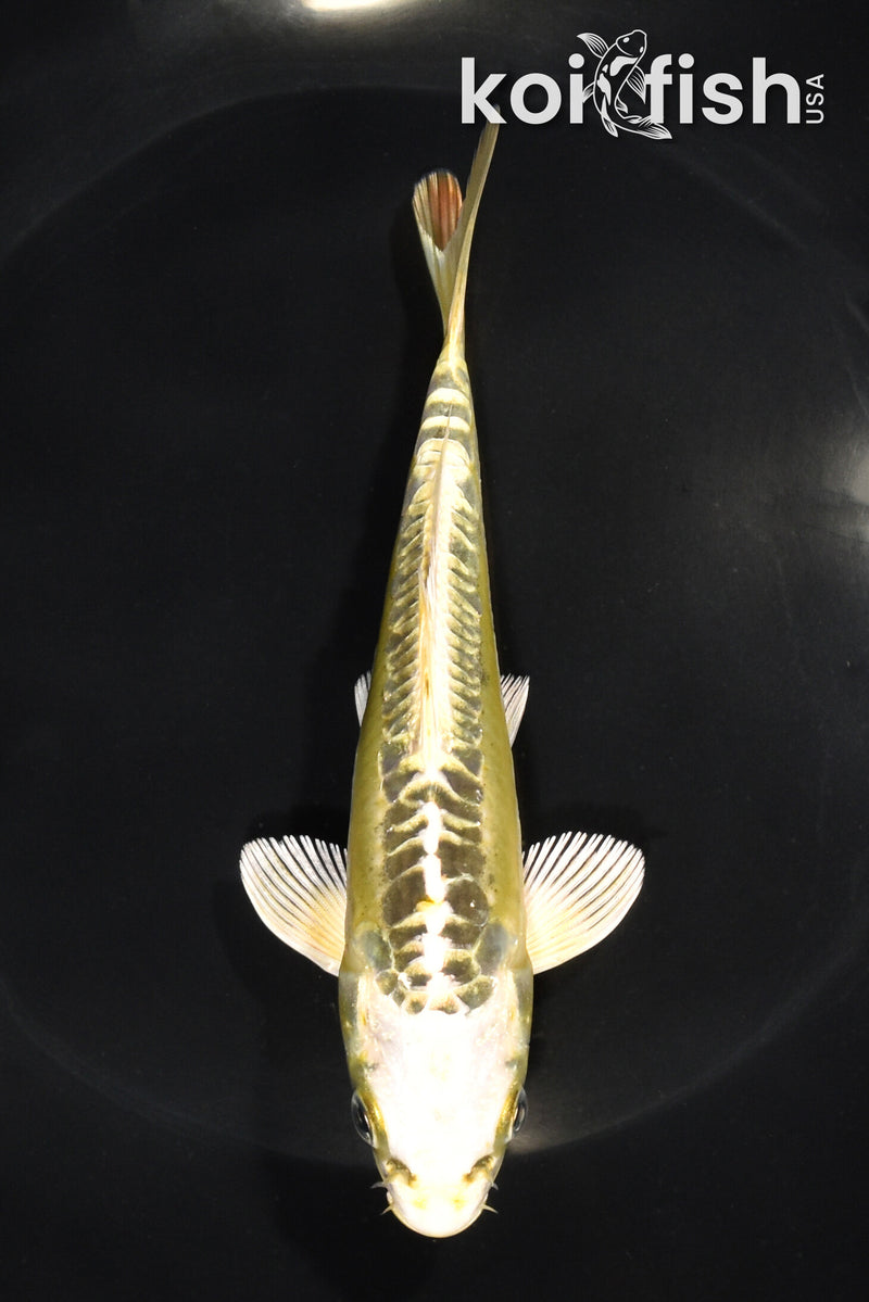 6" ARAGOKE KI MATSUBA