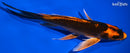 7.5" KIN ORENJI MATSUBA BUTTERFLY