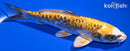7" KIN KIKOKURYU