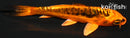 4" BENI KIKOKURYU
