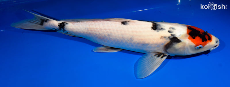 17.75" TANCHO SHOWA