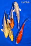 PACK OF (5) 4.25-5" STANDARD KOI