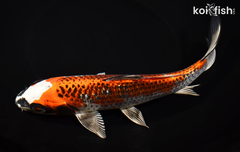 8.5" BENI GINGA