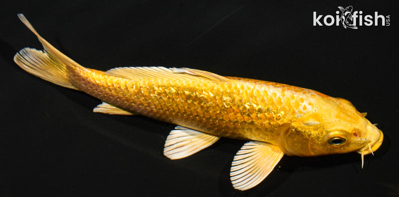 7" GINRIN YAMABUKI OGON