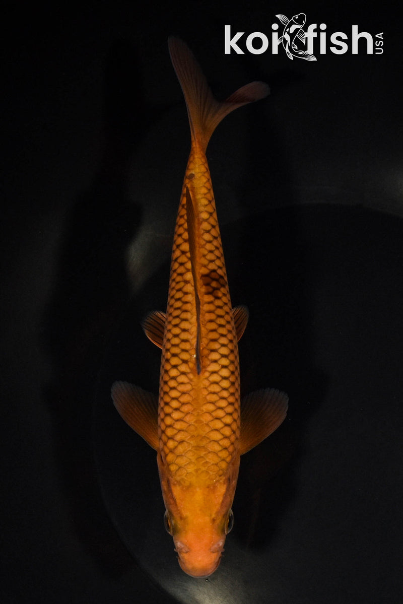 6.5" CHAGOI