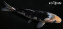 6.75" MATSUKAWABAKE