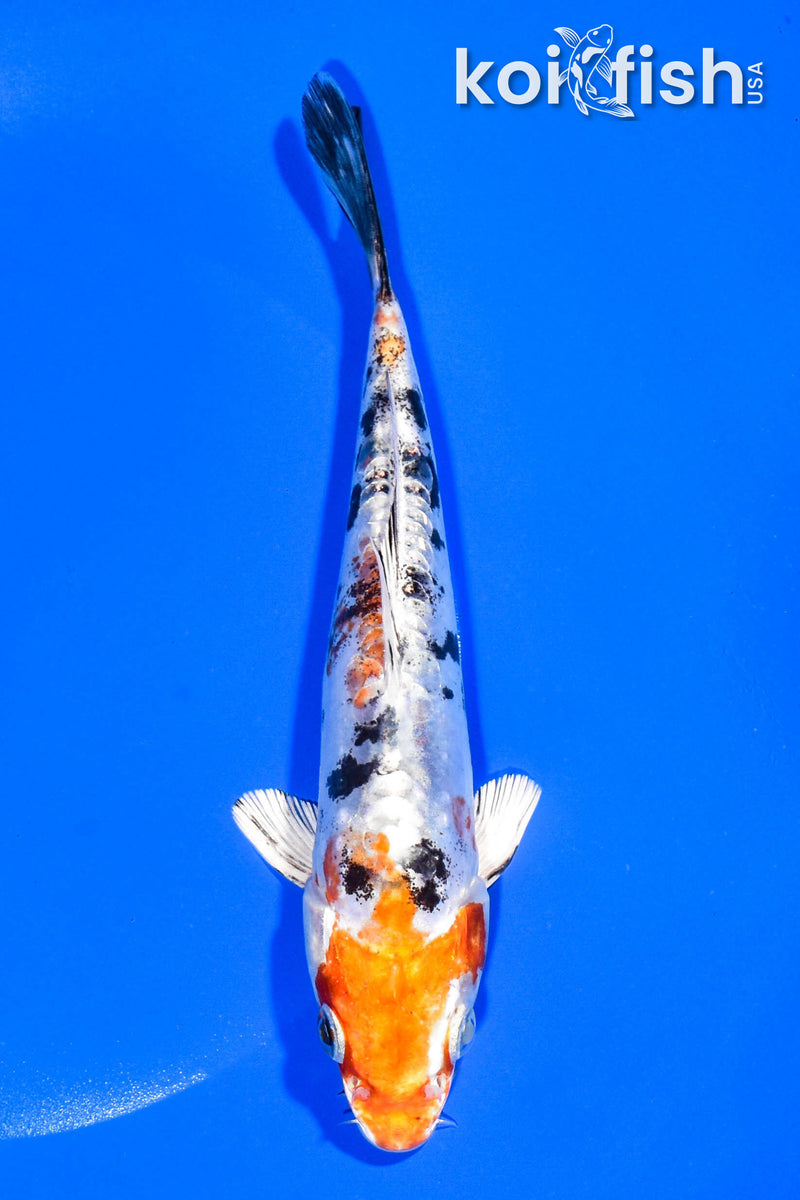 7.5" HEISEI NISHIKI