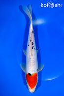 10.5" DOITSU TANCHO SANKE