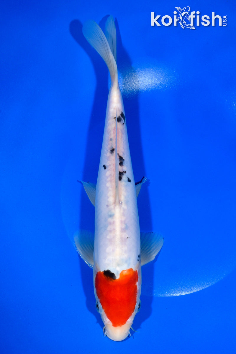 10.5" DOITSU TANCHO SANKE