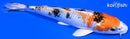 6" YAMATO NISHIKI