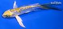 5.25" GINRIN KUJAKU BUTTERFLY