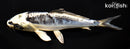 6.5" KIKOKURYU