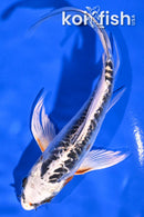 6.25" BENI KIKOKURYU BUTTERFLY