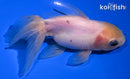 4.75" ORANDA GOLDFISH