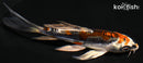 4.75" BENI KIKOKURYU BUTTERFLY