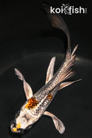 5.25" GINRIN BENI GINGA BUTTERFLY