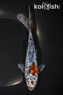 7.25" SHUBUNKIN GOLDFISH