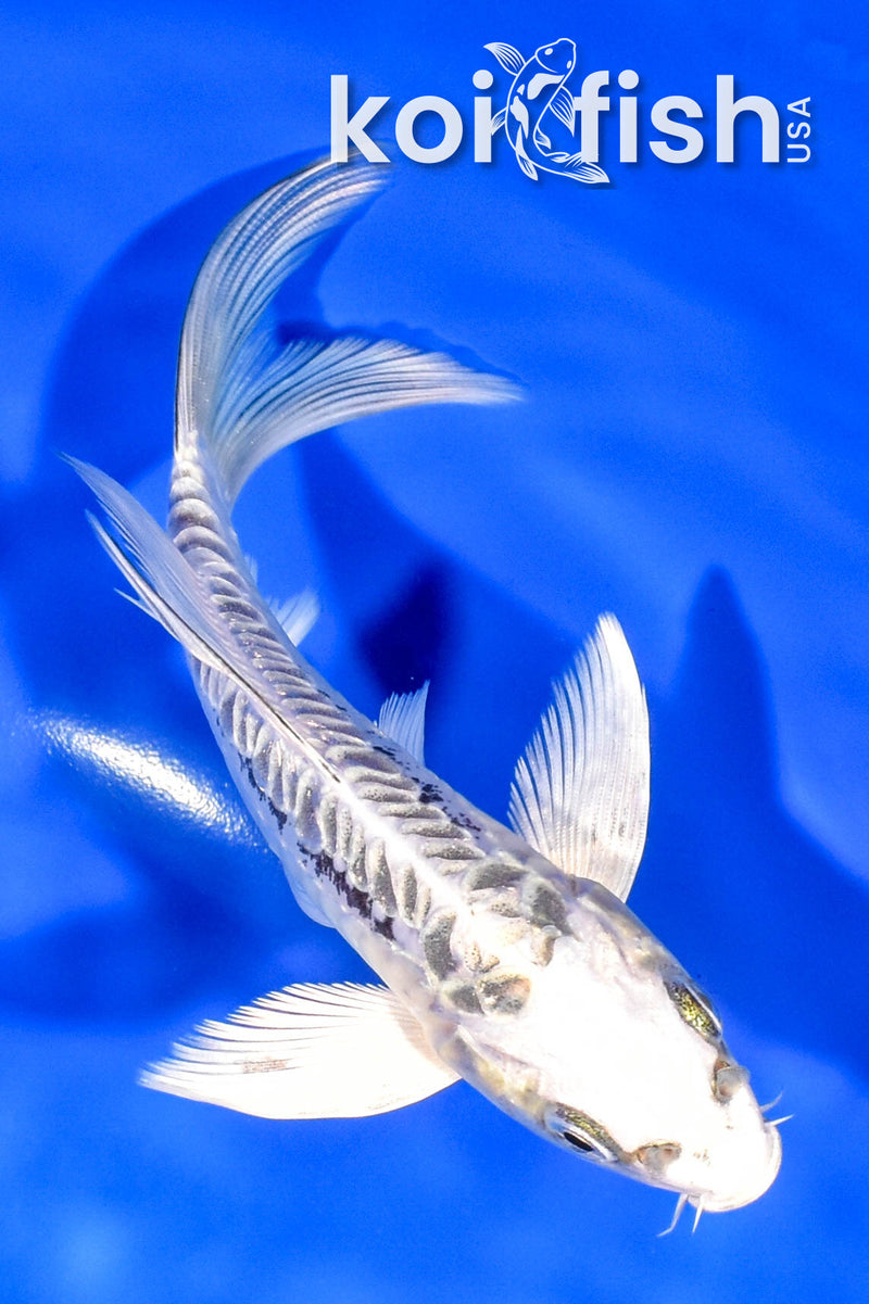 6" ARAGOKE KIKOKURYU BUTTERFLY