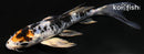 5.5" HEISEI NISHIKI BUTTERFLY