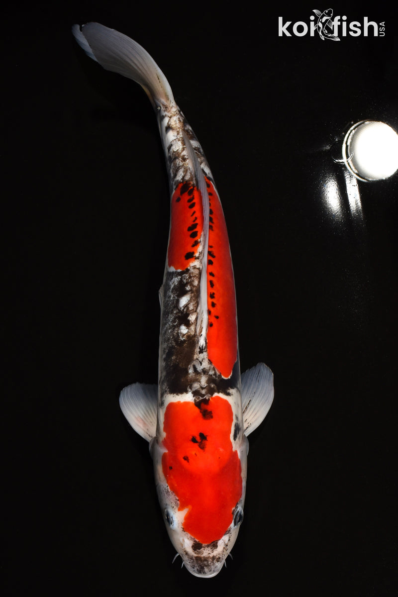 15.75" BENI KUMONRYU