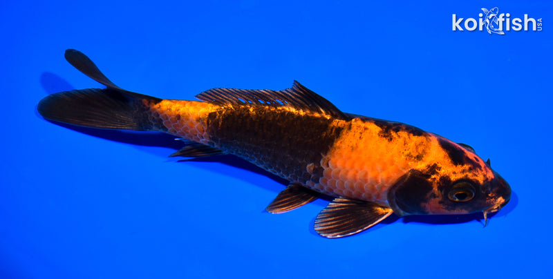 7.5" HI UTSURI