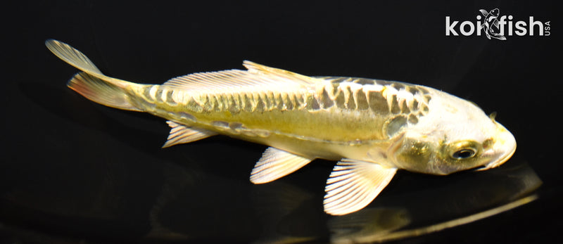 6" ARAGOKE KI MATSUBA