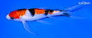 6.75" GINRIN SANKE BUTTERFLY