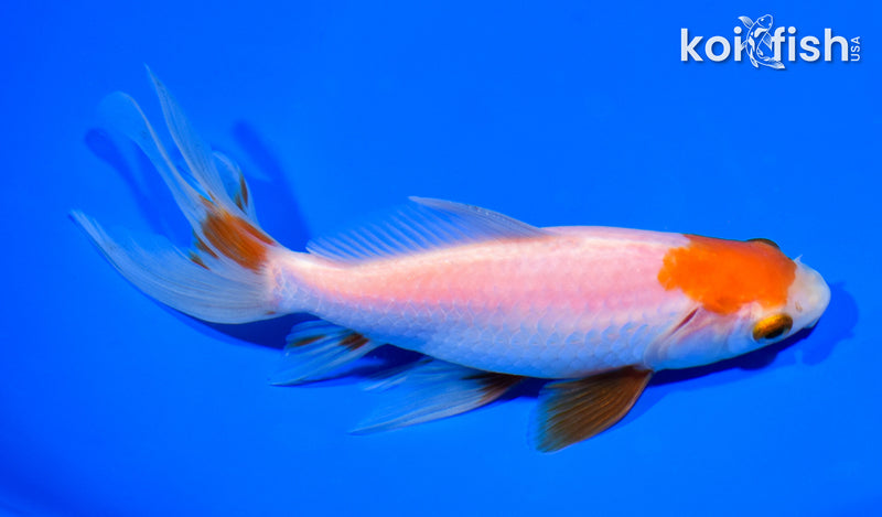 6.5" WAKIN GOLDFISH