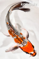 10" GINRIN KUJAKU BUTTERFLY