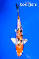 6" GINRIN YAMATO NISHIKI