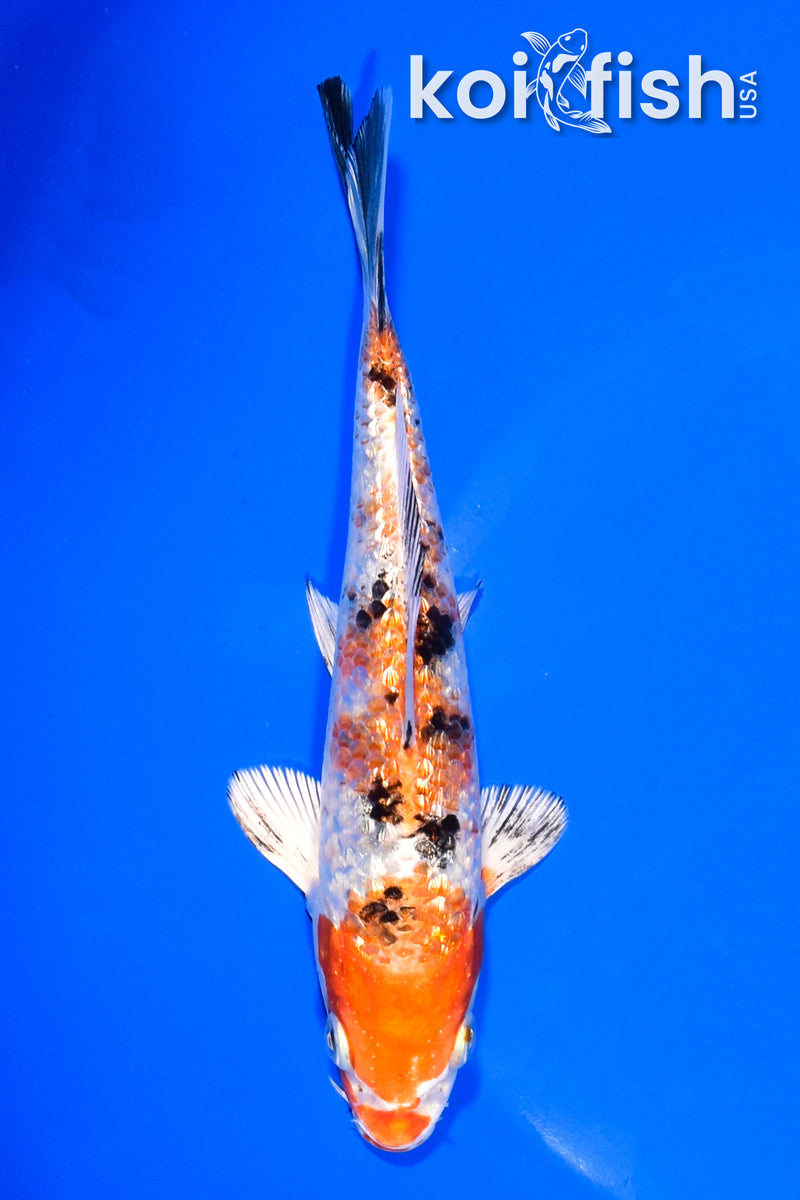 6" GINRIN YAMATO NISHIKI